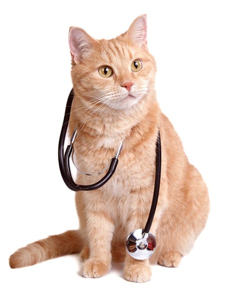cat with stethoscope