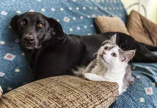 white kitten and black labrador retriever dog lying together on sofa