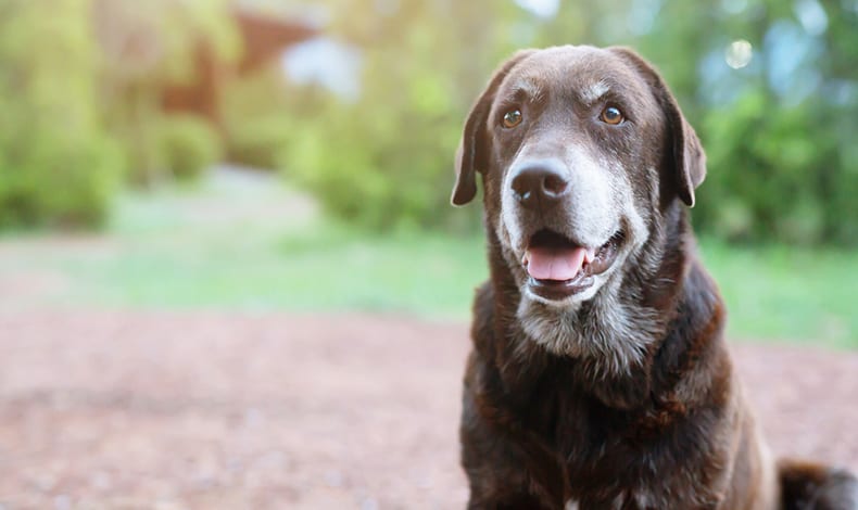 senior pet care in becker, milaca and foley, mn