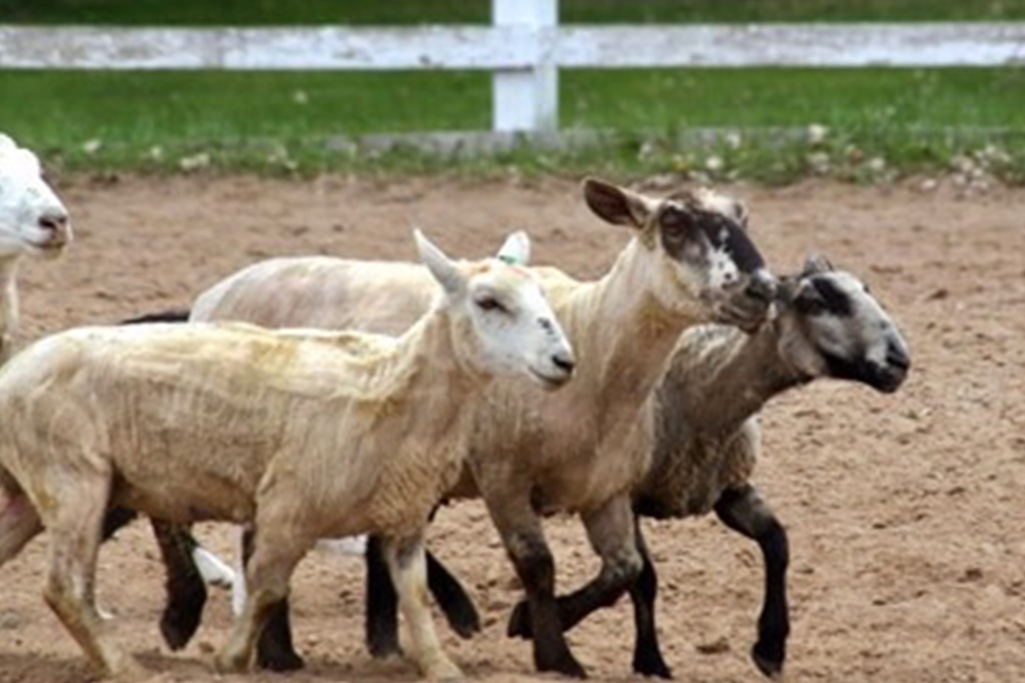 sheep at a farm