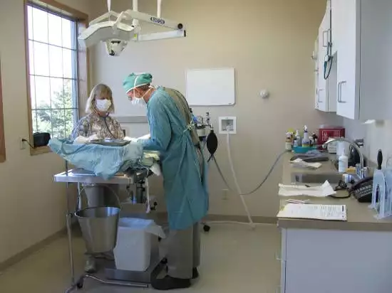 vet and tech doing surgery