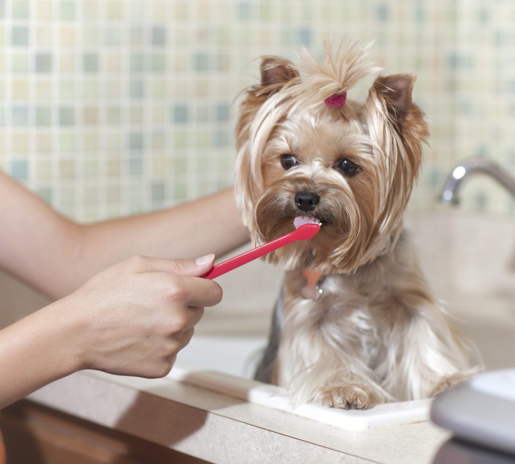dog teeth cleaning in milaca, foley and becker, mn