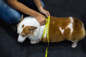weight management for dogs in Minnesota