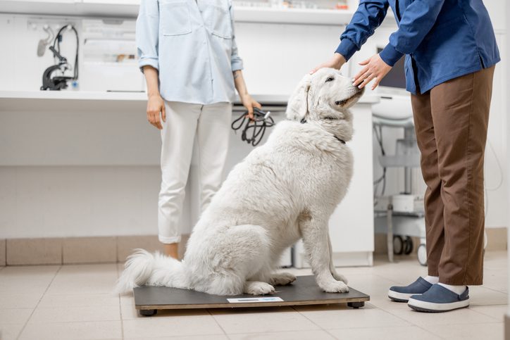 benefits of weight management for dogs in Minnesota
