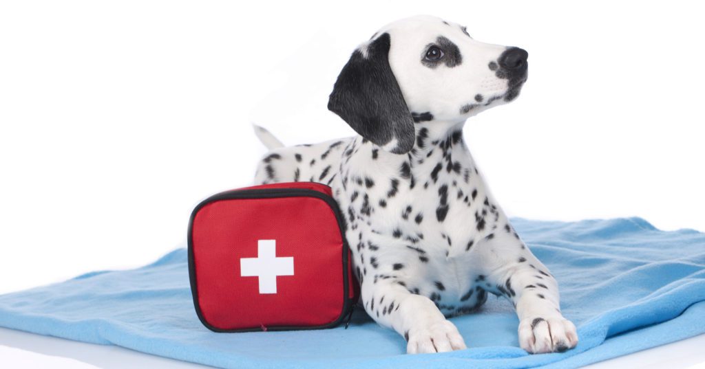 How to Handle a Pet Emergency in Minnesota