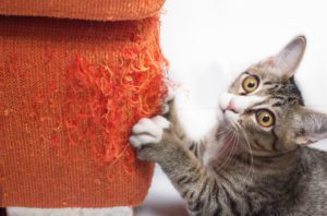 Kitten scratching fabric sofa