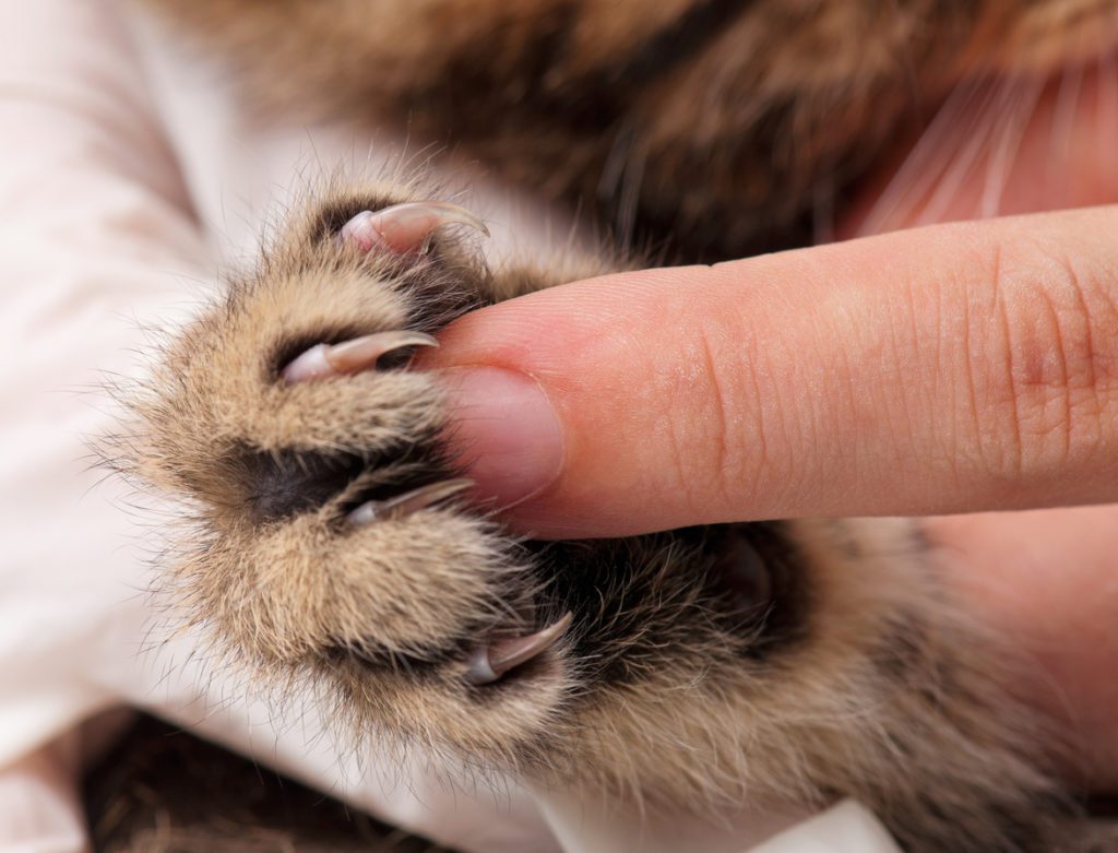 Little fluffy kitten's paw and woman finger for contrast close-up