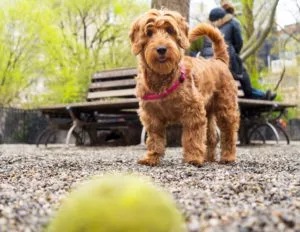 Mini Golden Doodle playing fetch in City dog park