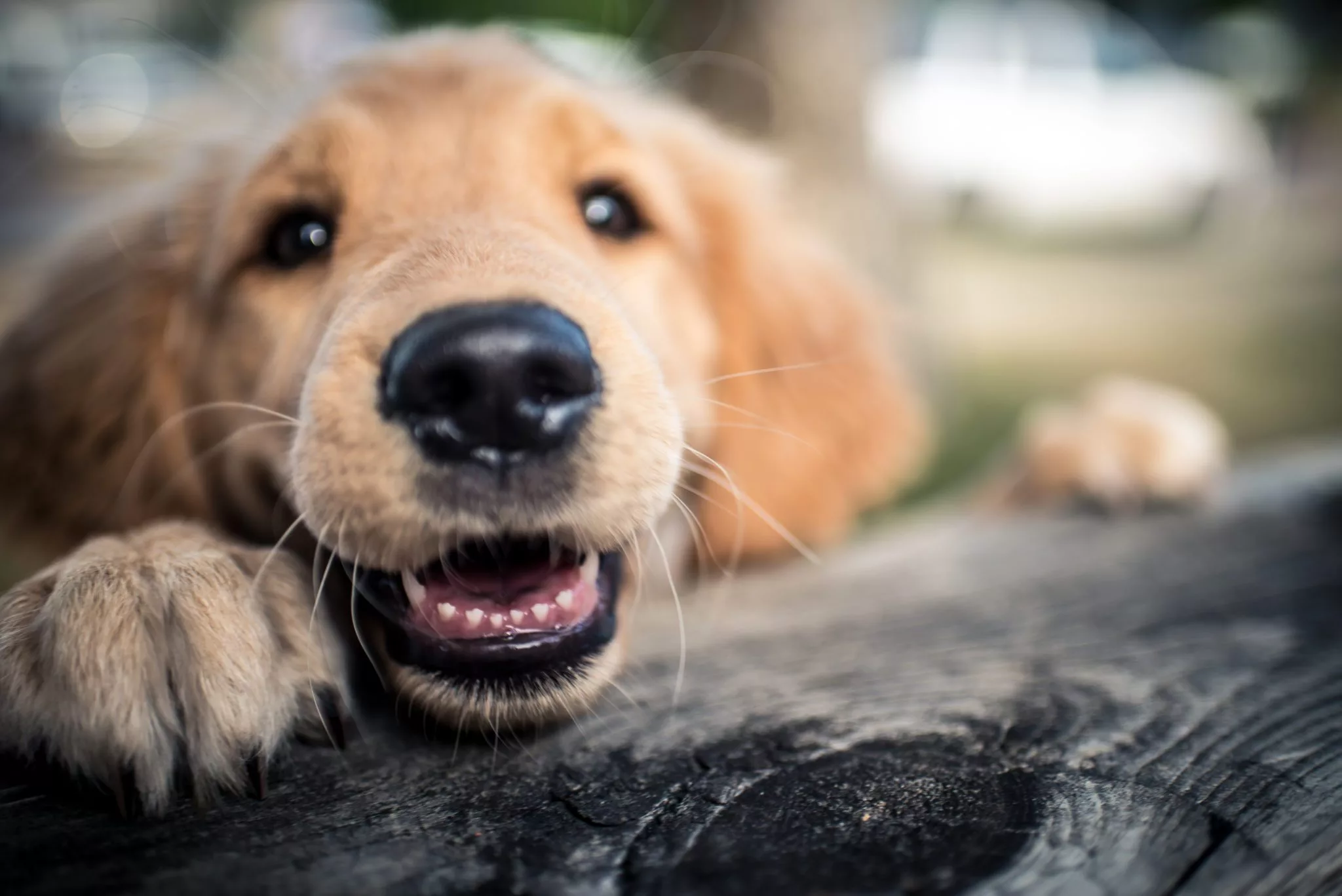 Dog losing best sale hair under chin