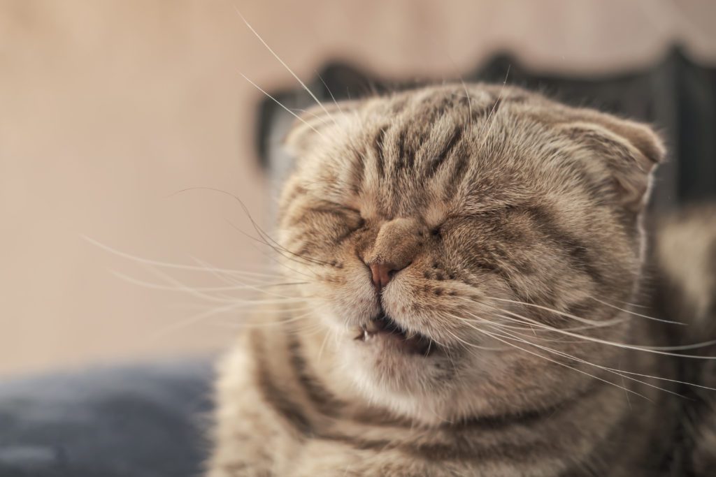 cat sneezing in Minnesota