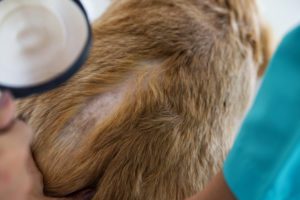 skin rashes in dogs in Minnesota