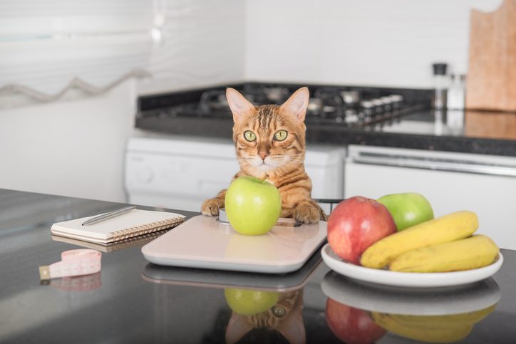 5 Types of Cat-Friendly Fruits in Minnesota