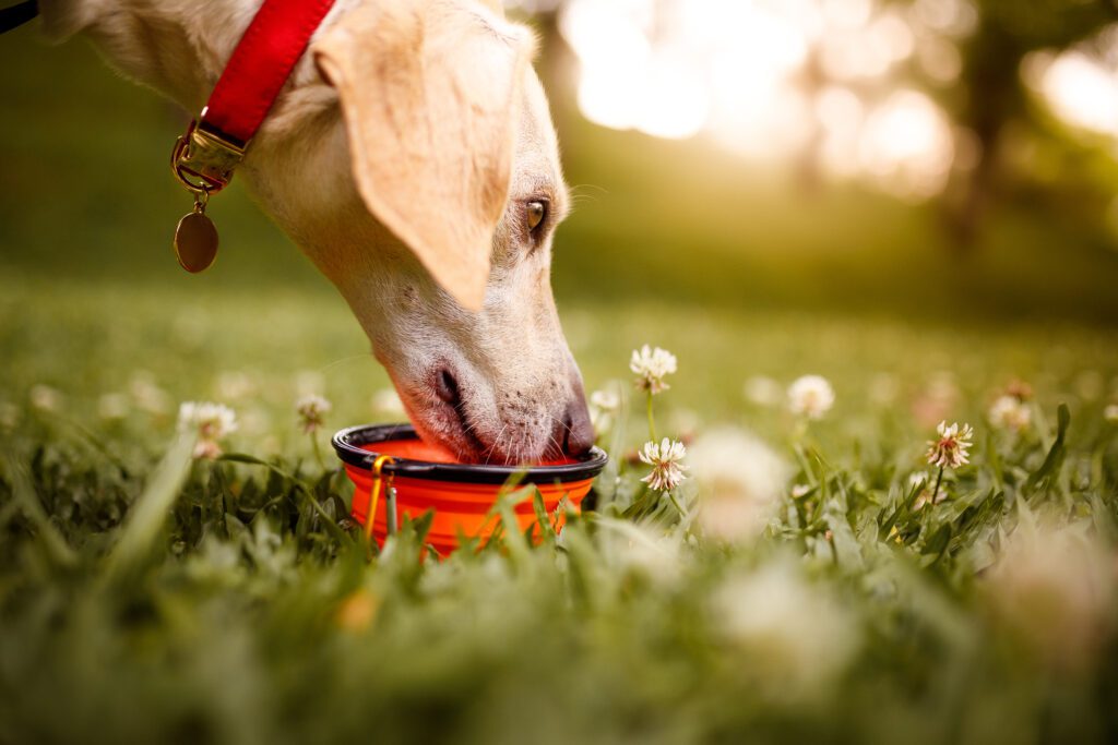 6 Tips on Keeping Your Dog Safe in the Summer Heat