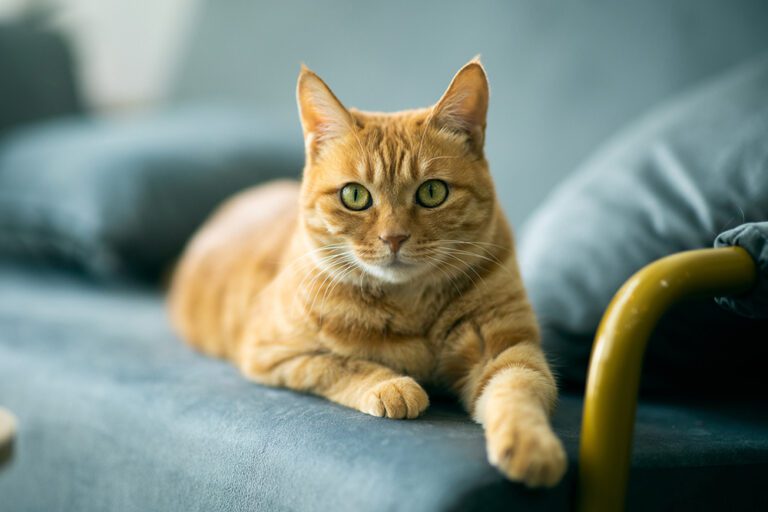 Why Do Cats Stare at You in Minnesota Mille Lacs Veterinary Group