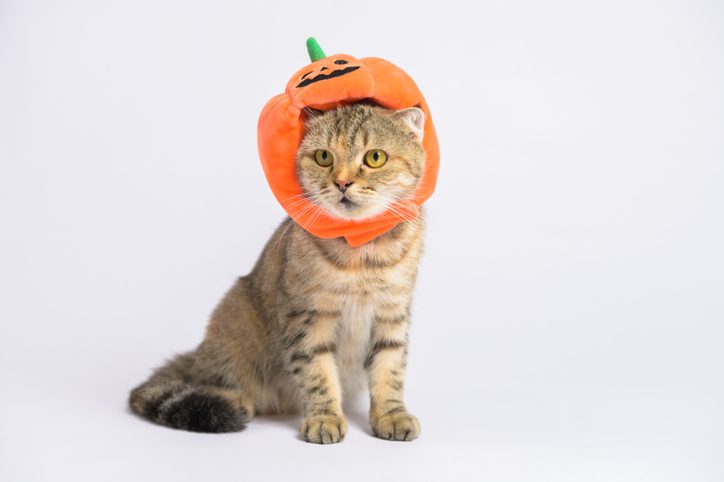 halloween safety tips for pets in minnesota