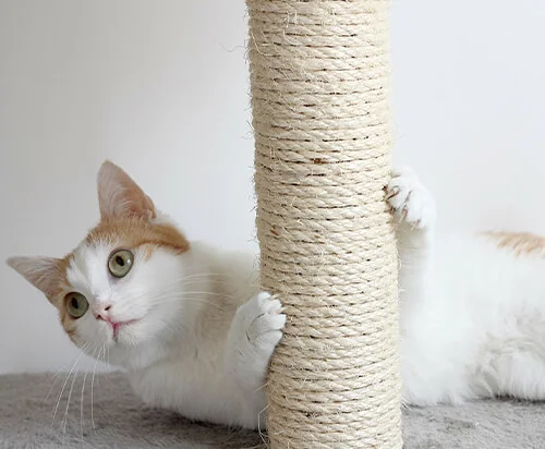 cat-on-scratching-post