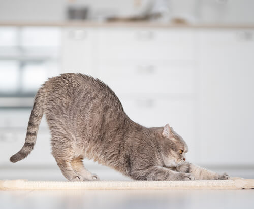 cat-scratching-on-carpet