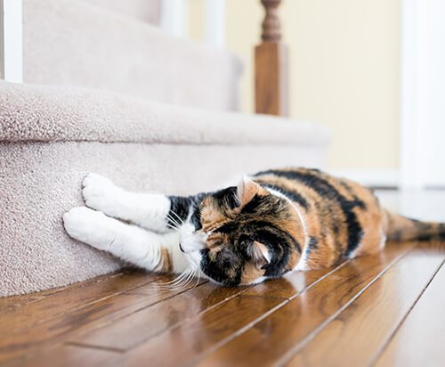 cat-scratching-stairs