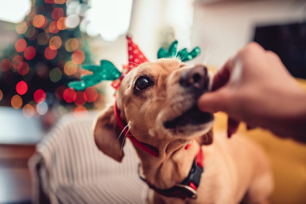 christmas foods dogs can and can’t eat in minnesota