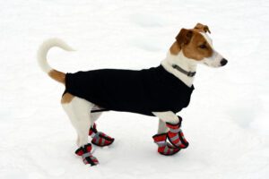 dog wear booties in minnesota