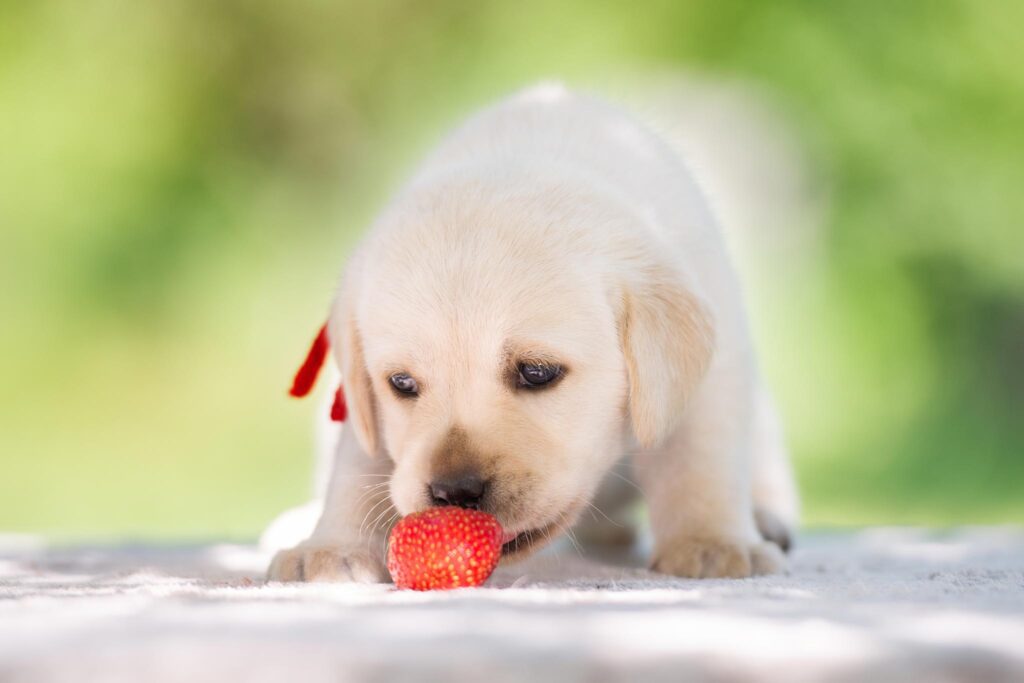 dog eat strawberries in minnesota