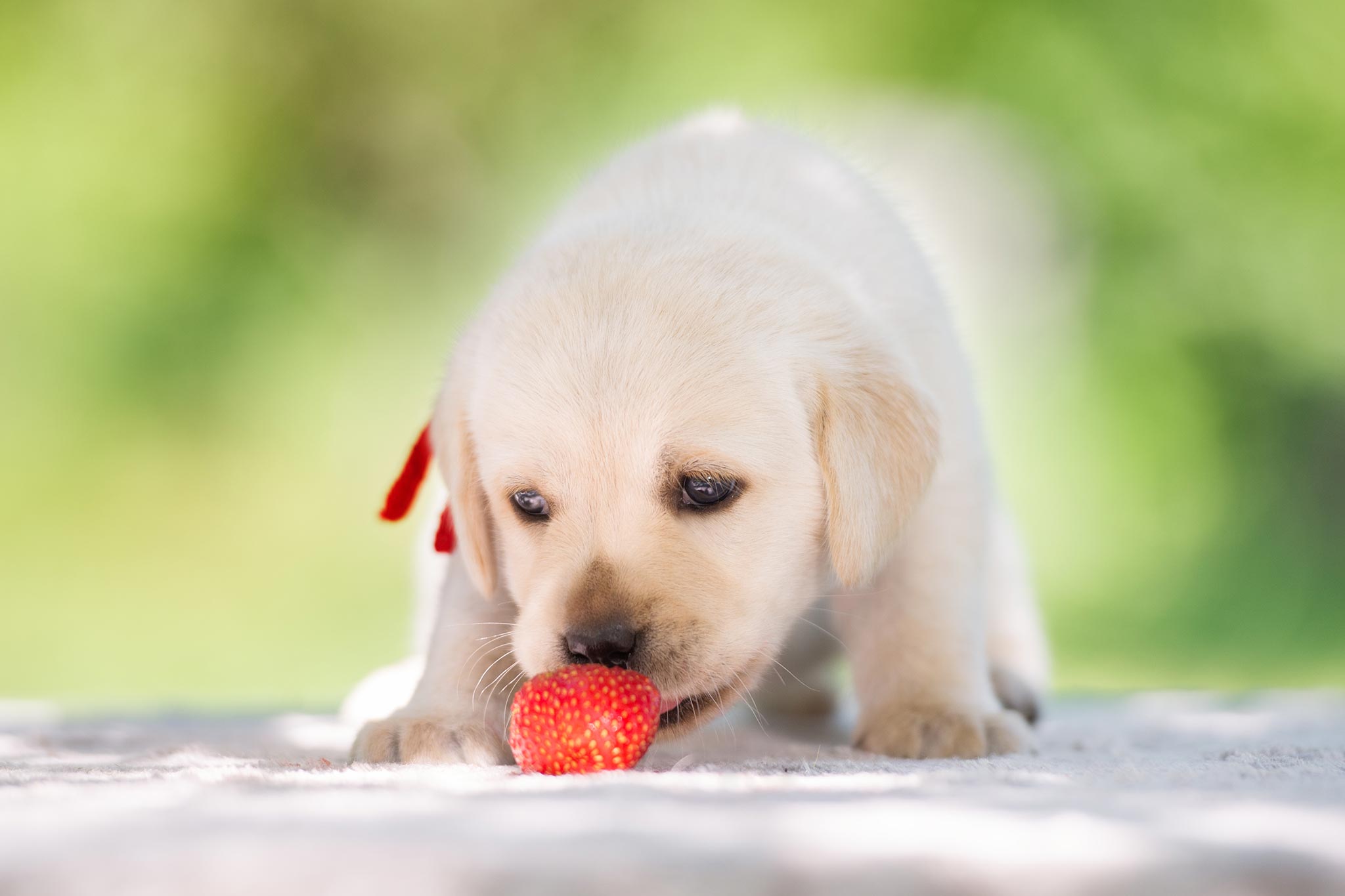 dog eat strawberries in minnesota