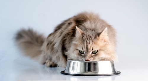 fluffy-cat-eating-from-bowl