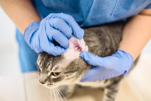 vet-examining-cat's-ear