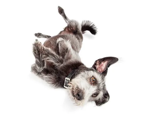 terrier-dog-rolled-onto-his-back