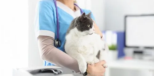 female-vet-holding-gray-and-white-cat-at-vet-clinic